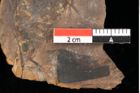 Foto (Detailansicht) von Pinus leuce Unger (NHMW-GEO-2024-0188-0298)